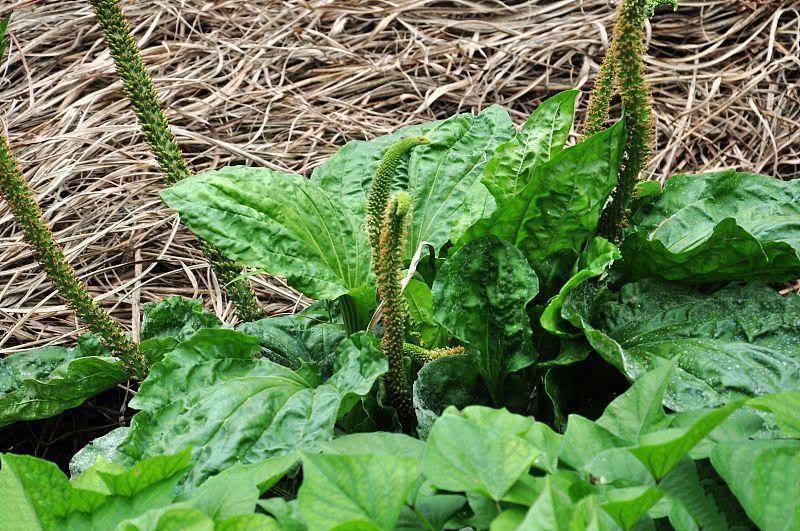 中医用做治疗咳嗽的药材