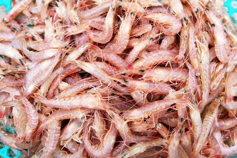 春季海鲜越来越丰富蛤蟆鱼活蛎虾开凌梭真不少硬海鲜还得等