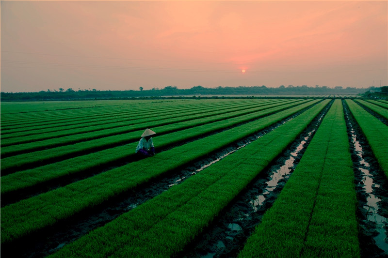 希望田野,江南水乡,原野换新装;片片水田秧苗,满地泥土飘香.