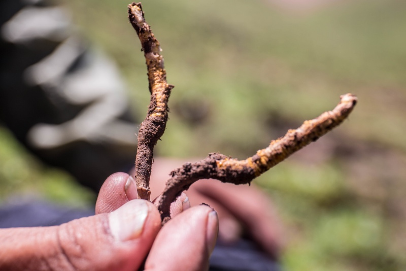 工资比不上藏人一个月的收入,虫草是被炒贵的吗