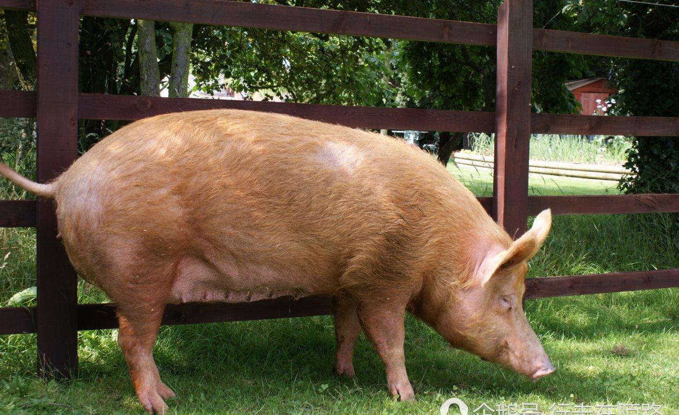 猪,现在成为国宝天天被围观   有人说它很幸福,被一个国家当成国宝