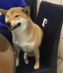 养了一只柴犬,剪个指甲都能让主人都无语了