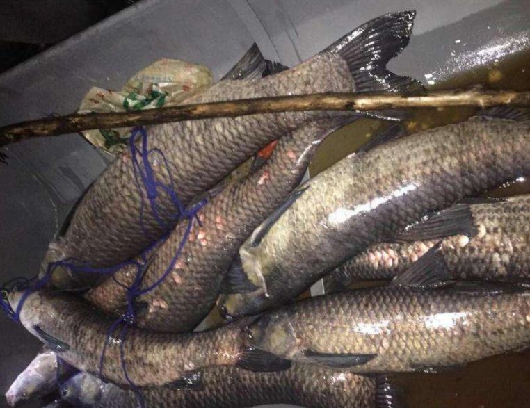 黑坑钓青鱼用螺蛳好还是颗粒好?想要提高中鱼率,就要这么干