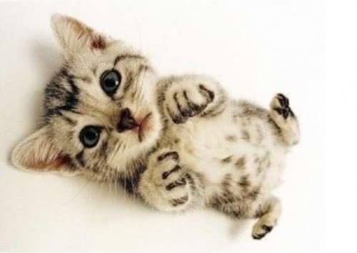 小奶猫究竟有多可爱,光表情就让人爱不释手,网友:放着让我吸