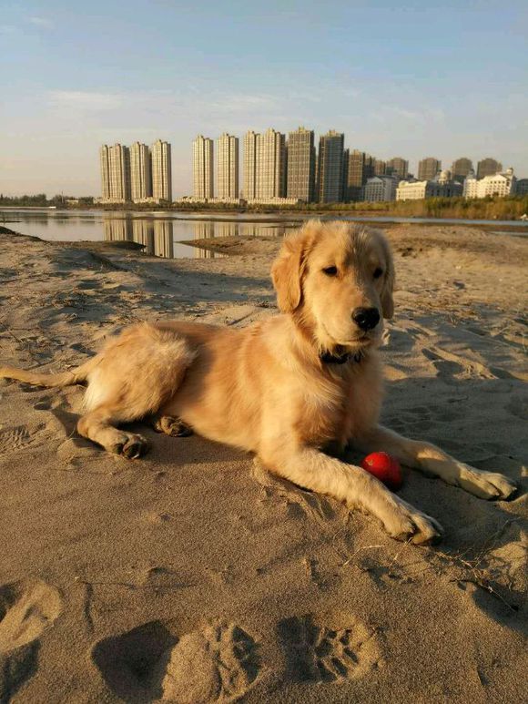 如果有一只金毛价值一万元,它要满足什么条件你会买?