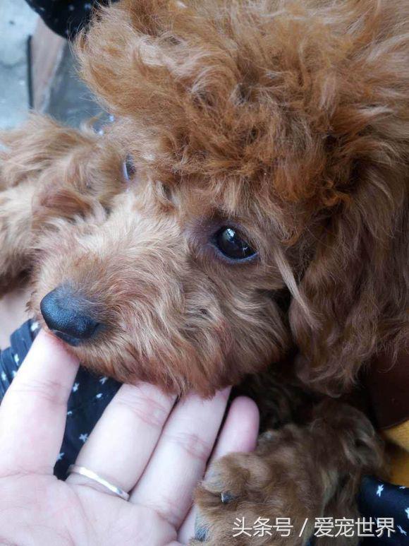 买了条泰迪没断尾,怀疑是不是串了,网友:你确定这不是猴子