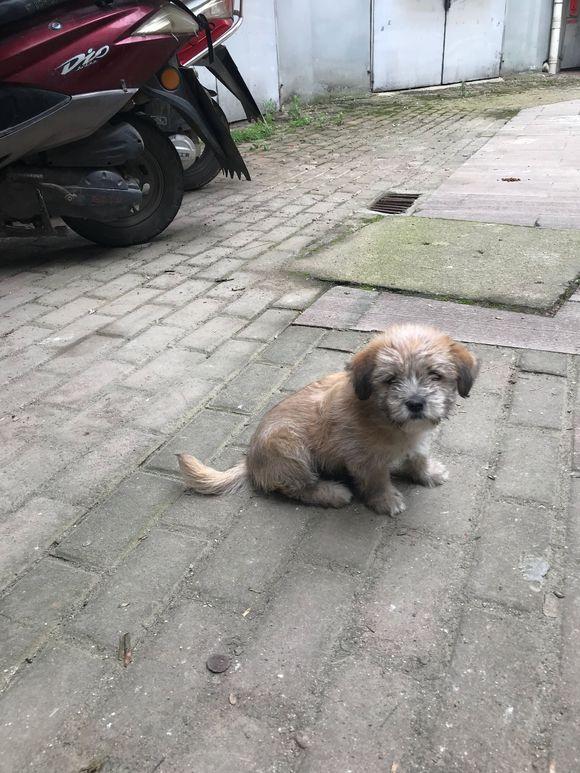 走丢的狗狗在小区徘徊,小家伙快成小土蛋了,女孩抱家后舍不得了|流浪