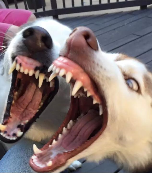 虽然颜色不同,但是犯起蠢来是一样一样的,各种张牙舞爪看着很吓人