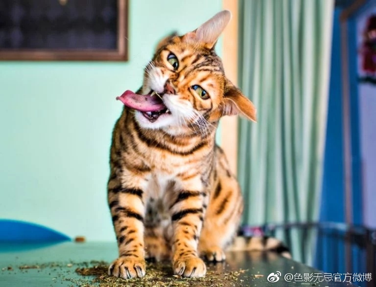 当一只猫吃了 大麻