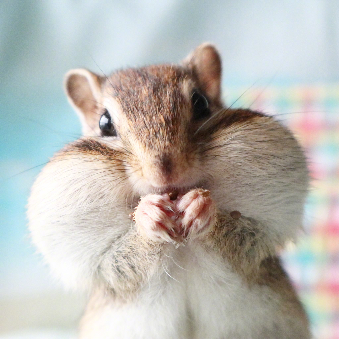 这傻孩子是饿坏了吧每次吃东西的时候小腮帮都是鼓鼓的