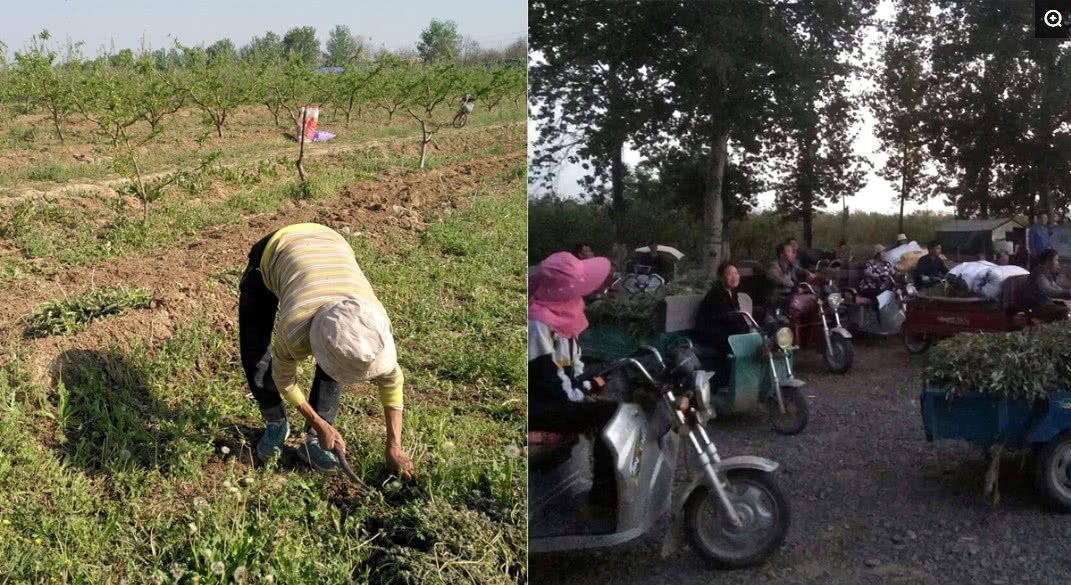 霜冻致果树绝收果农无奈挖草卖钱,收购点爆满|蒲公英|果园|收购点_新浪新闻