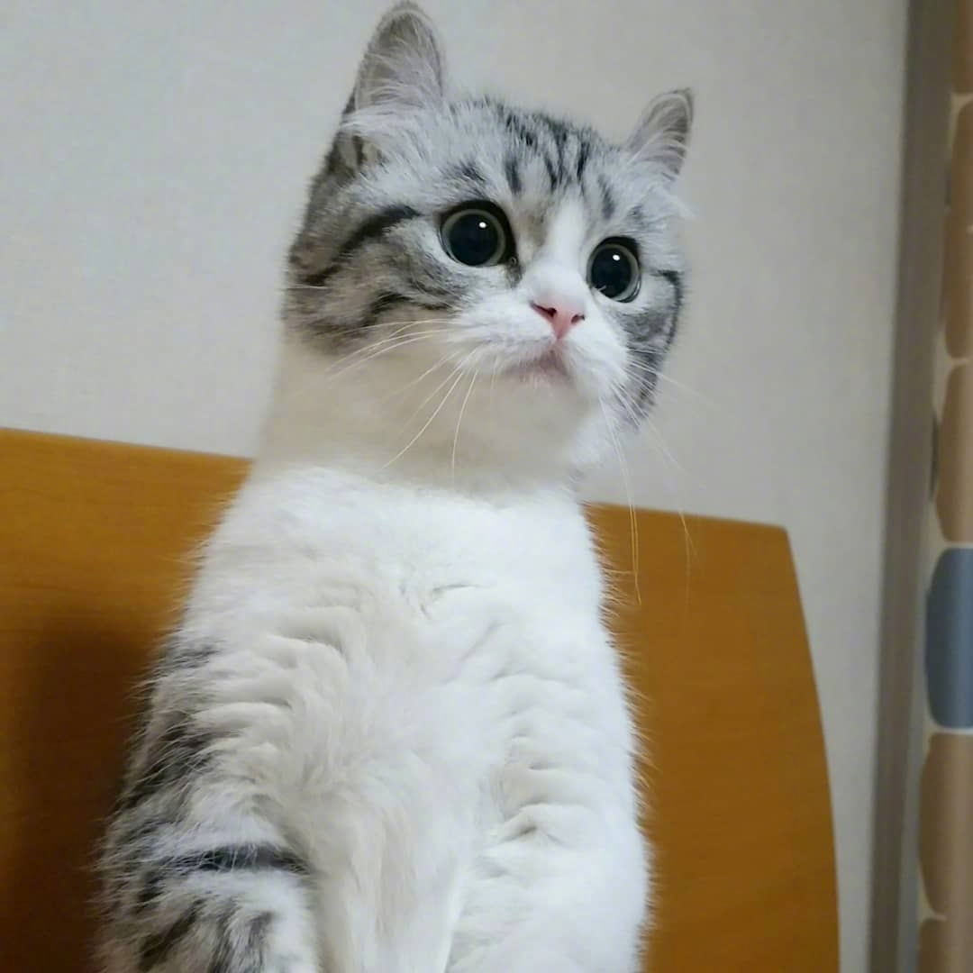 十一区的大眼宝宝komaru,平时看起来可严肃了,但一睡着就不行了_新浪