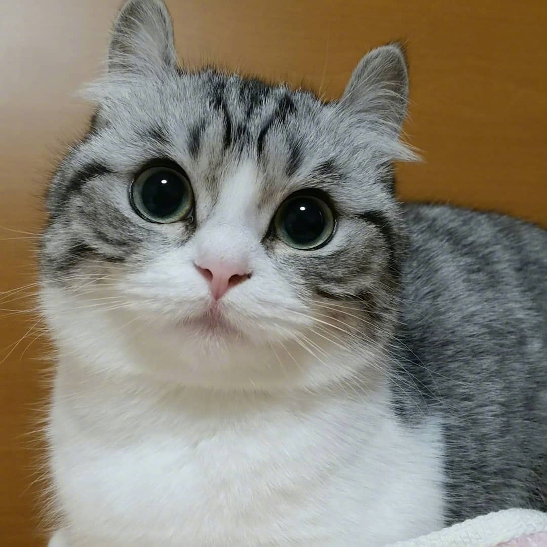 平时看起来可严肃了,但一睡着就不行了|大眼|小猫咪|宝宝_新浪新闻