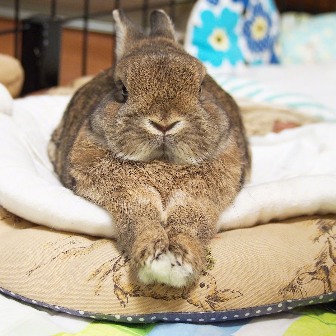 岛国的肥兔小坤,平时很严肃,一本正经把自己吃成了这样