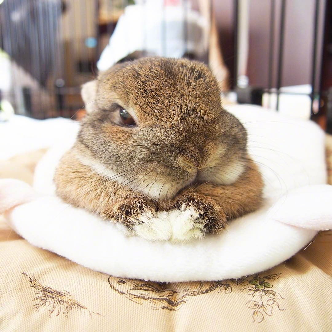 岛国的肥兔小坤,平时很严肃,一本正经把自己吃成了这样