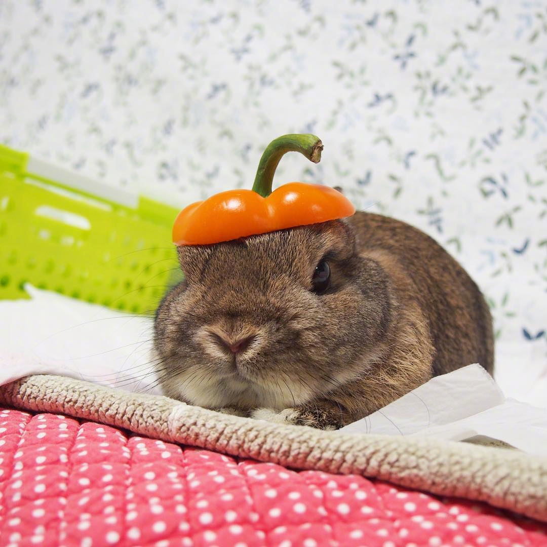 岛国的肥兔小坤,平时很严肃,一本正经把自己吃成了这样