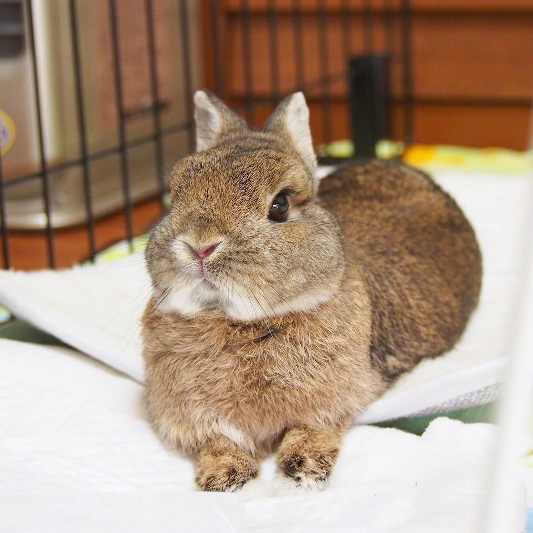 岛国的肥兔小坤,平时很严肃,一本正经把自己吃成了这样