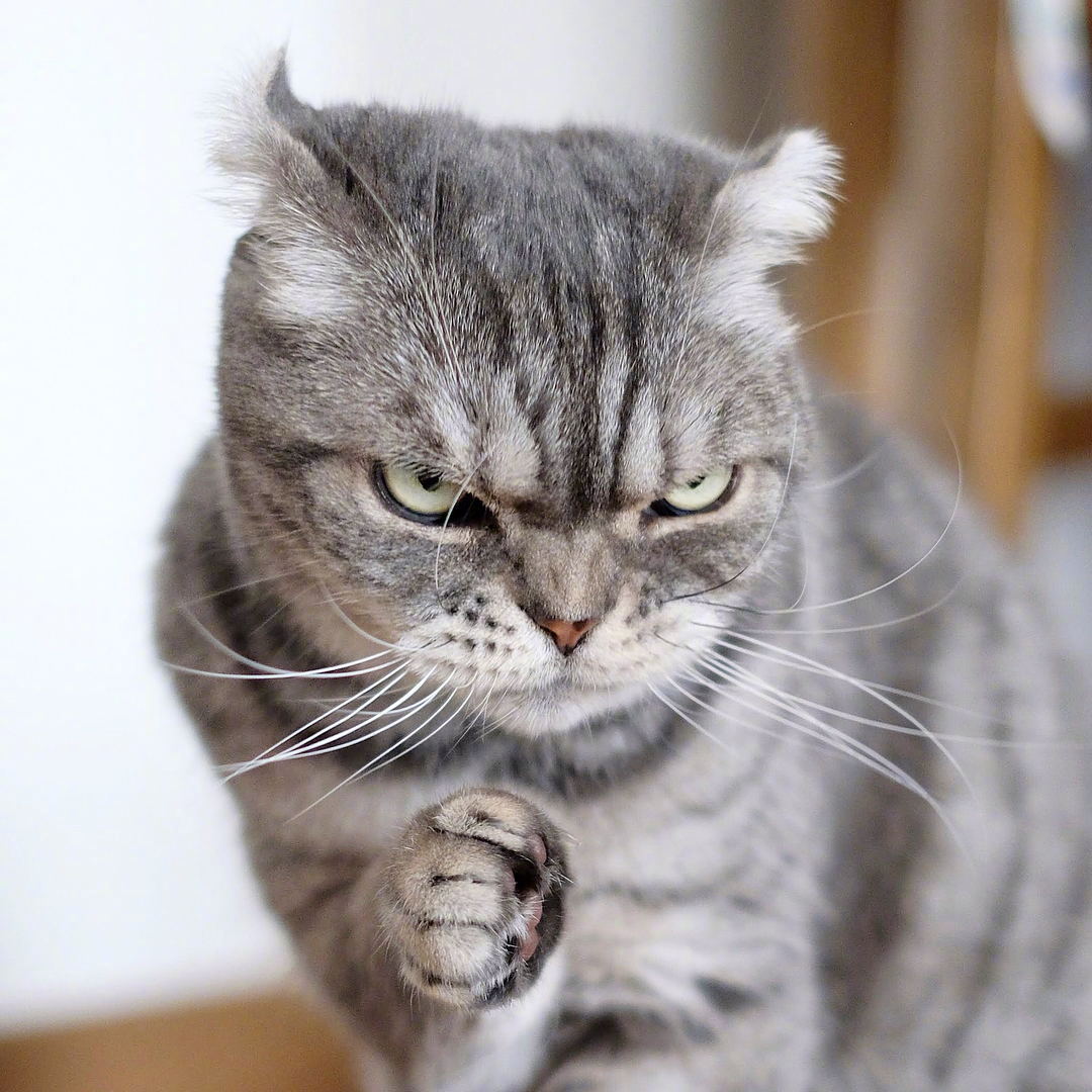 霓虹看起来超凶的喵coco但其实脾气可好了