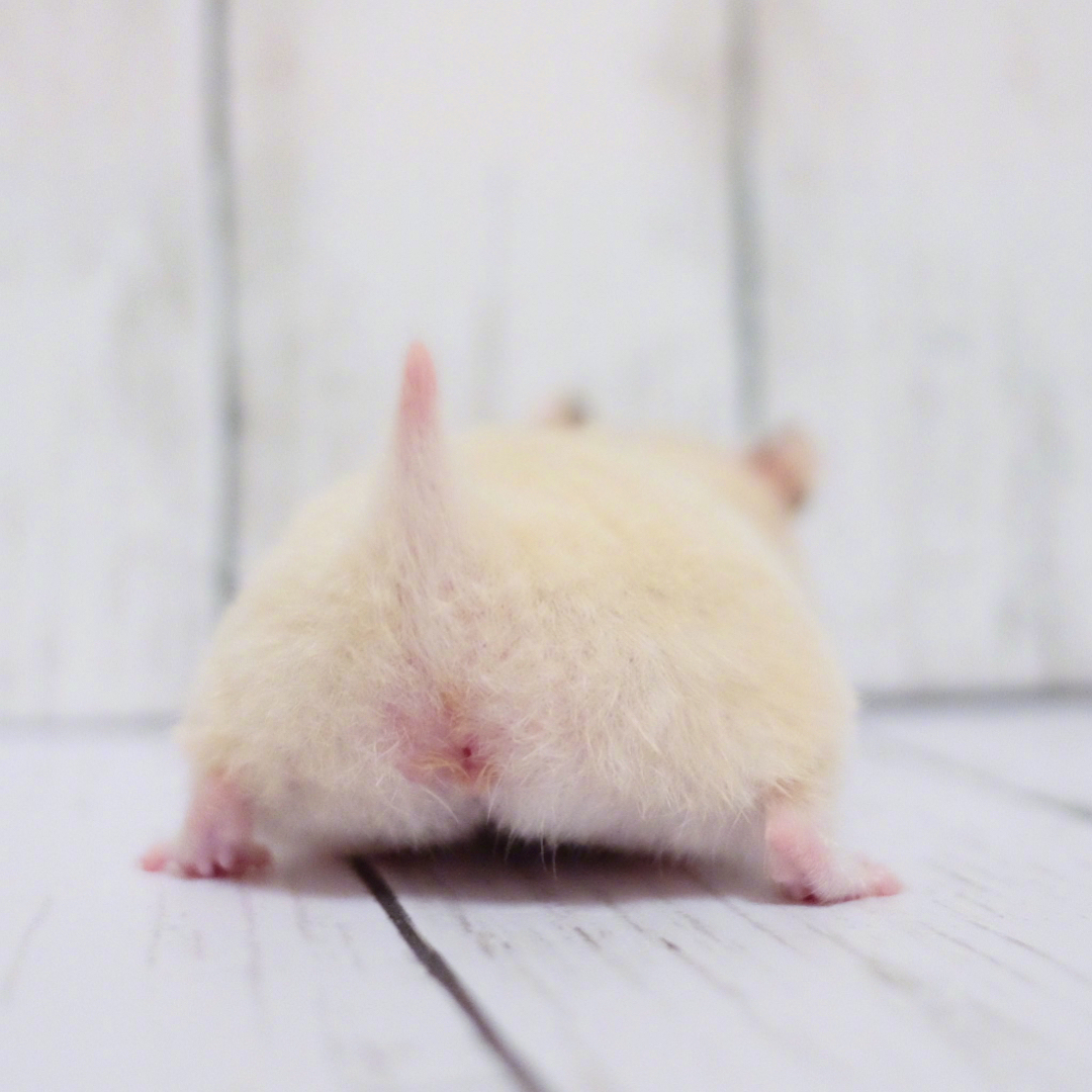 仓鼠的小屁股……ins:nanako513