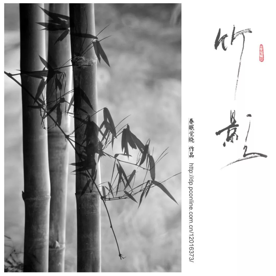 清风竹影|摄影师黎晓岳画意摄影作品欣赏