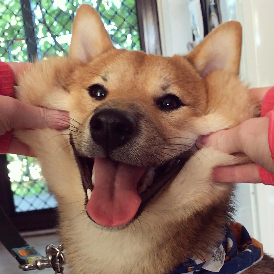 一样的肥脸,不把它揉秃噜皮都对不起自己的手|柴犬|主人|狗子_新浪网