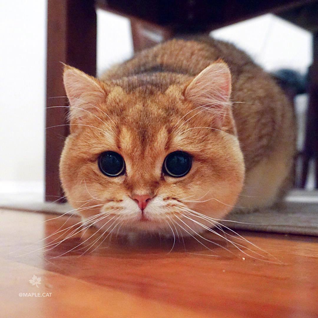 加州大脸喵maple,也是一个盛产表情包的boy