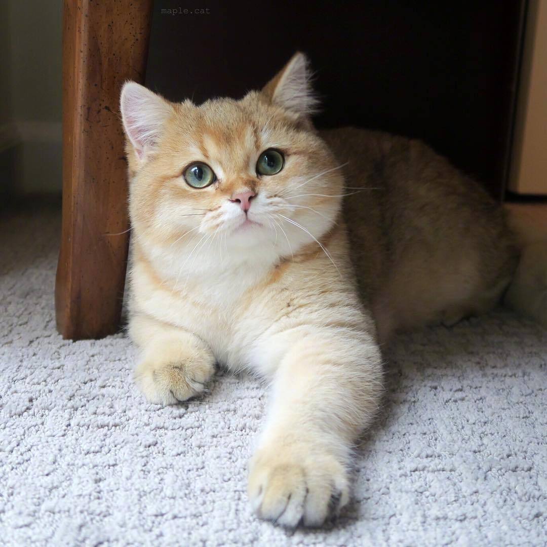 加州大脸喵maple,也是一个盛产表情包的boy