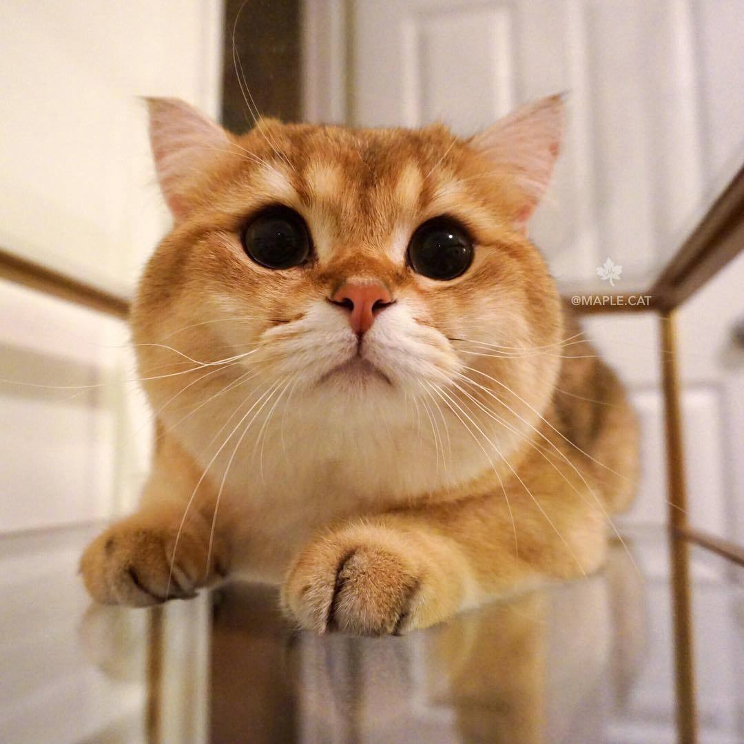 加州大脸喵maple也是一个盛产表情包的boy