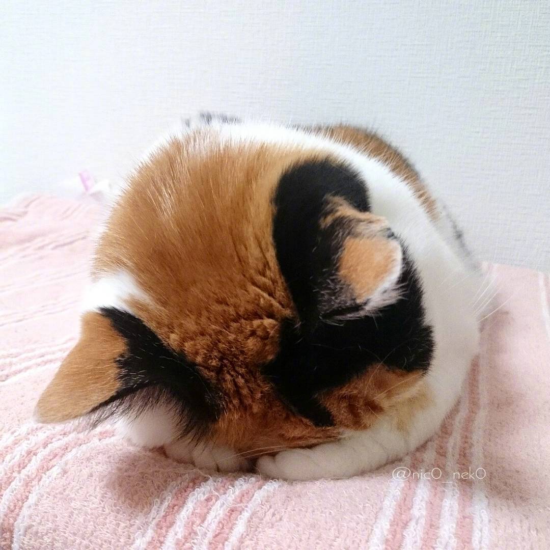 自闭宝宝kurumi,就爱捂着脸睡,今天也是反省自己的一天