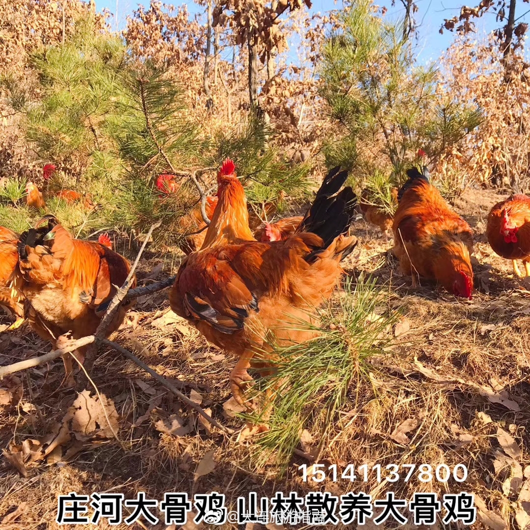 庄河山林散养大骨鸡