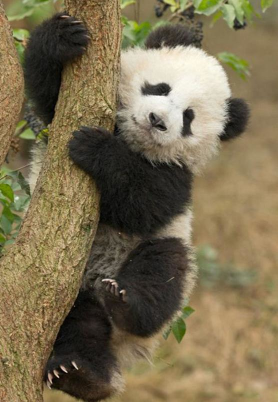 国宝熊猫在古代竟能随军打仗,外号食铁兽,如今却只会卖萌