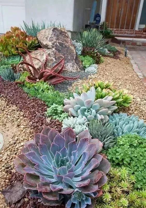 美爆了这可能是最全的多肉植物庭院景观让你心动不止一万次