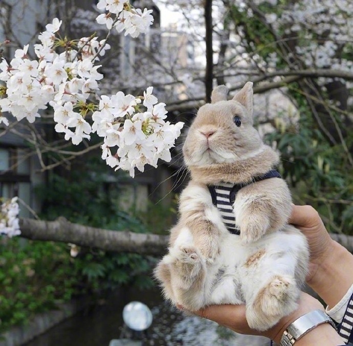 主人抱着兔子拍照配上这样的背景美美哒