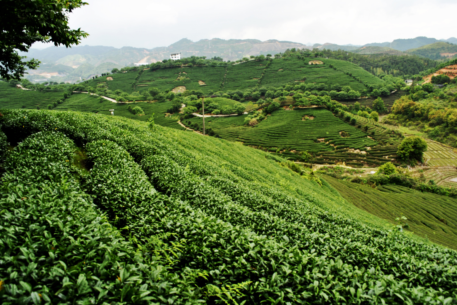 旅拍永福高山茶种植基地 一抹苍翠描摹了荒野