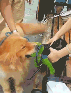 250_326竖版 竖屏gif 动态图 动图
