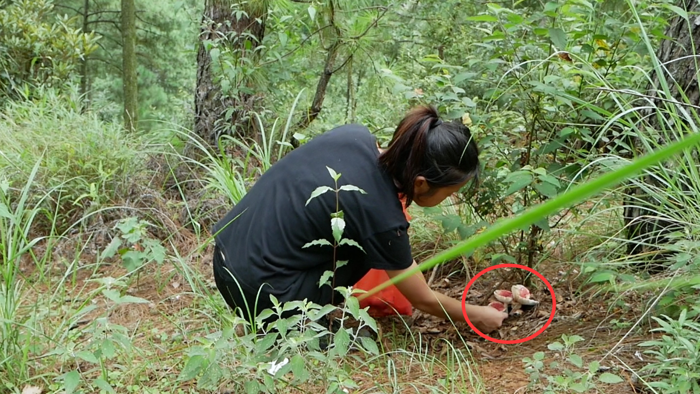 姑娘进山采蘑菇,意外捡到野生灵芝,山里蘑菇真多遍地都是