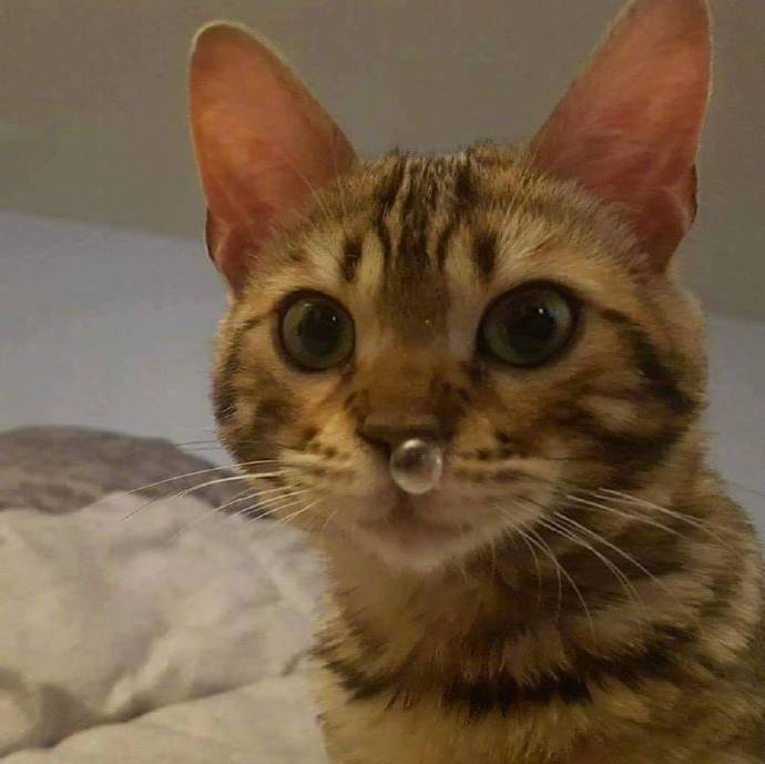 喵星人和鼻涕泡泡