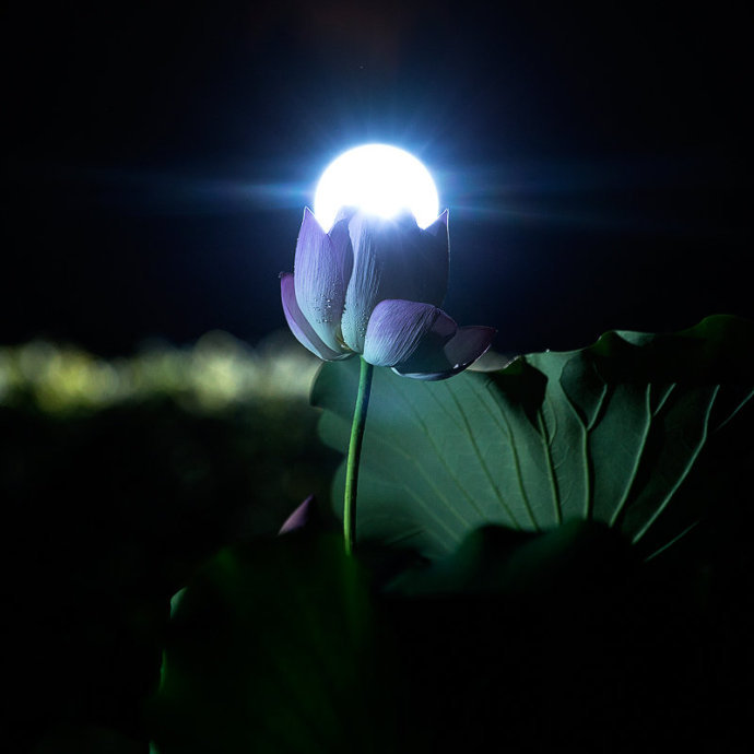 月下莲花梦里香,各位好梦