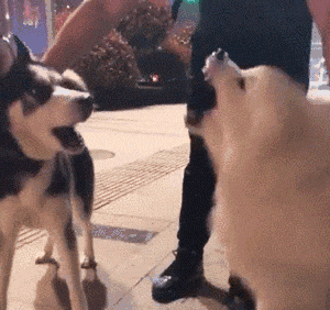 300_282gif 动态图 动图