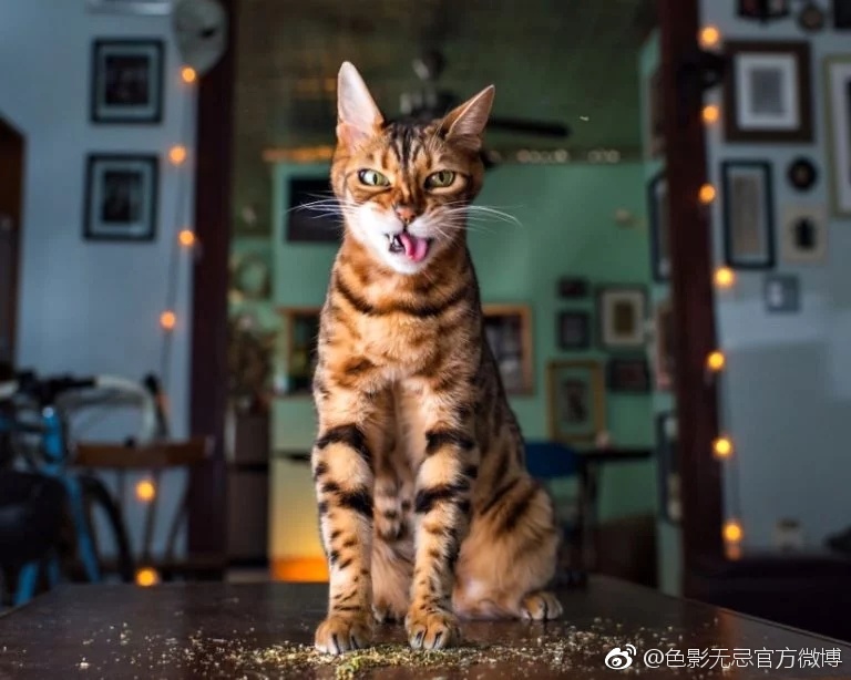 当一只猫吃了 大麻