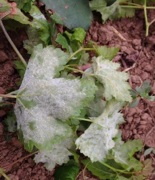 一篇文章搞定葡萄常见病虫害识别与防治方法