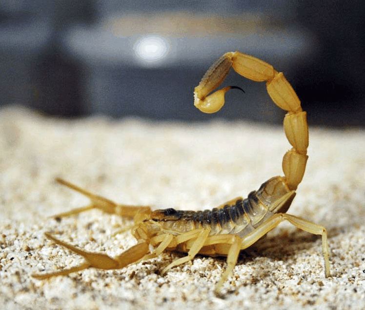 毒鲉,栖身于澳大利亚沿海,印度洋非洲南岸,北至日本等水域, 身长只有