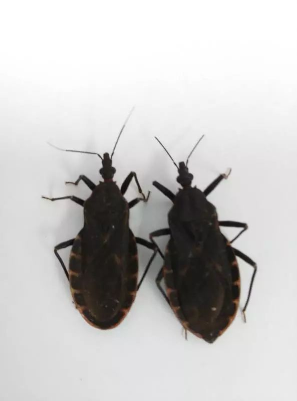 能传播"新型艾滋病"的锥蝽虫在广西到处都是?广西曾发布悬赏令