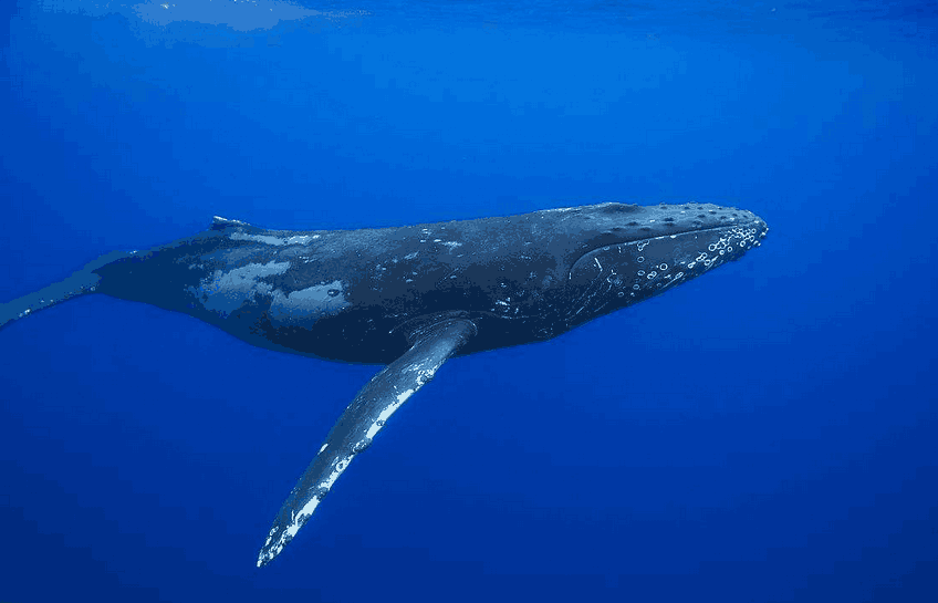 蓝鲸和座头鲸可以杂交吗? 杂交后会怎么样?