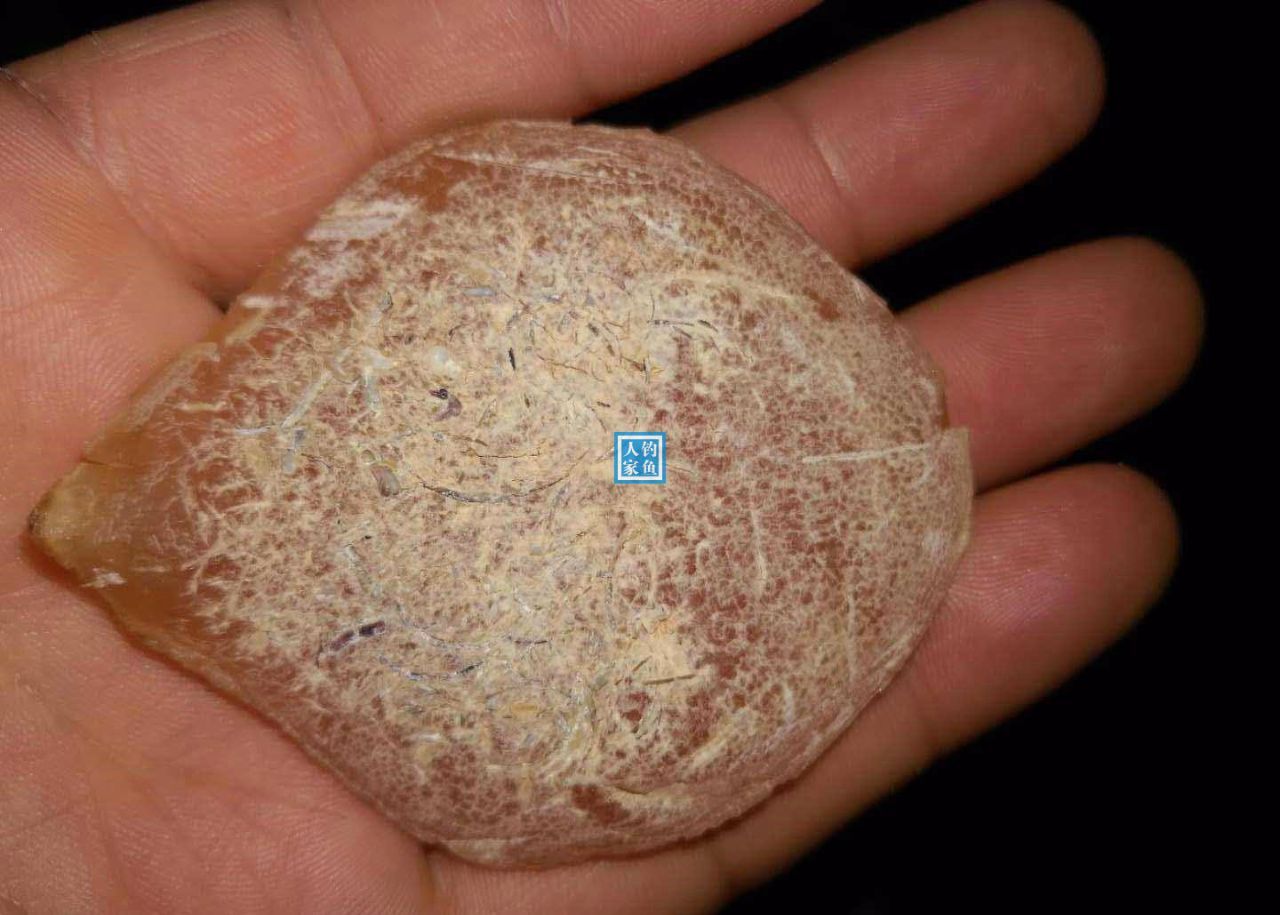 深潭水库,钓获一条50斤的巨型青鱼,收获价值2千元的"青鱼石"