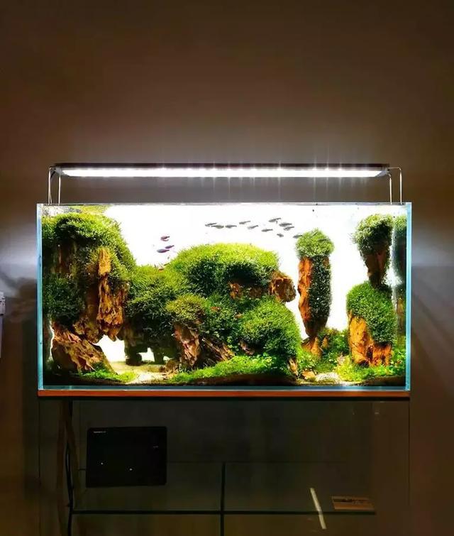 家居水景丨开一口缸这4种款式不要错过