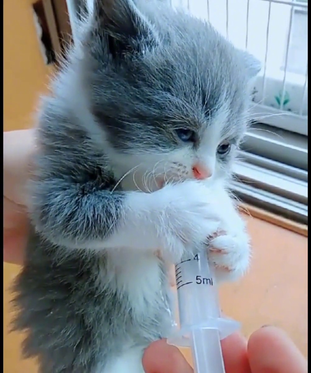 一只喝奶的小奶猫!心都化了
