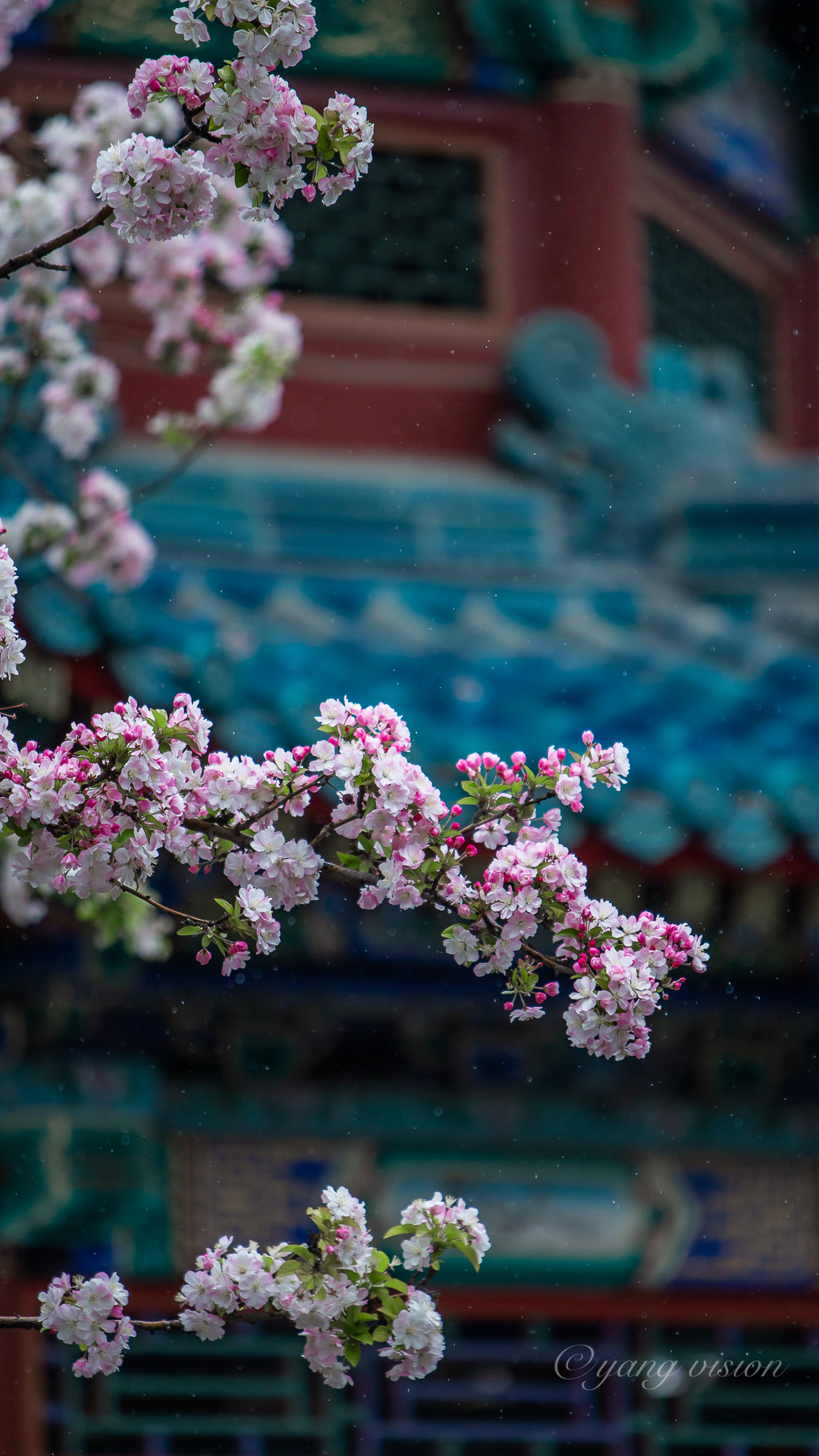 2018京城春花中山公园海棠花