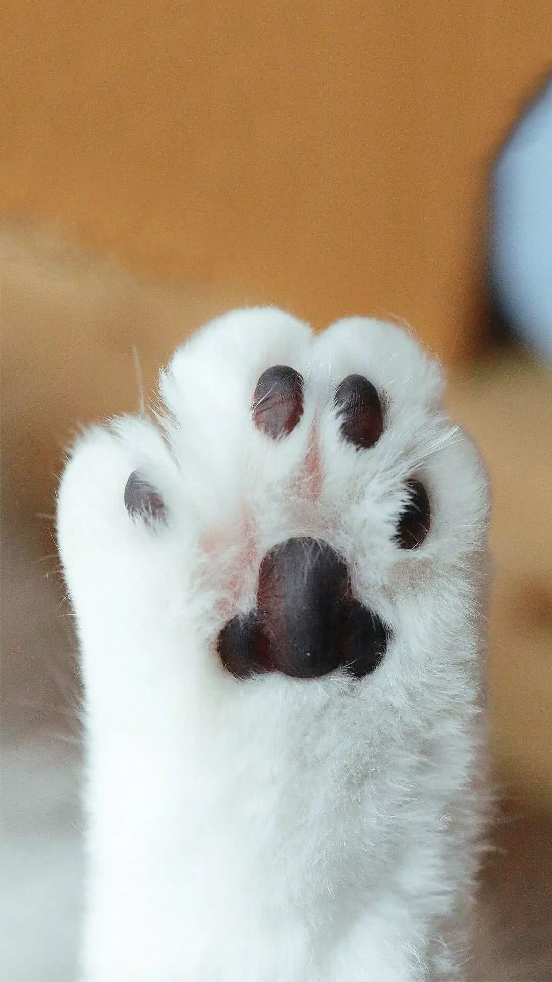 高清壁纸 猫咪猫爪