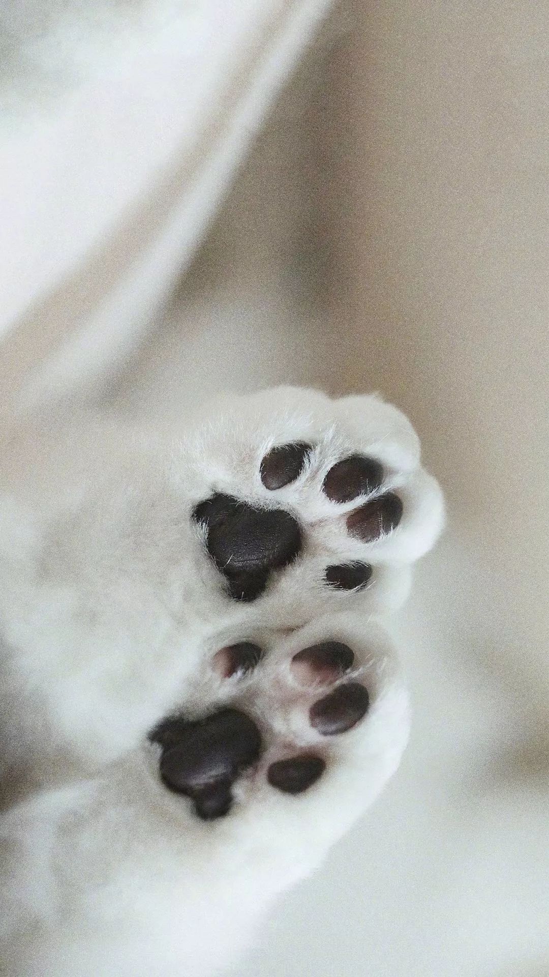 高清壁纸 猫咪猫爪